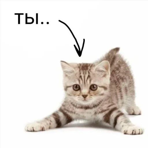 🐈 Стикер «nya pack» для Telegram