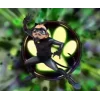 🤩 Эмодзи «Lady Bug» для Telegram
