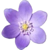 🤩 Эмодзи «nature lake emoji» для Telegram