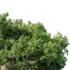 🤩 Эмодзи «nature lake emoji» для Telegram