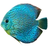 🤩 Эмодзи «nature lake emoji» для Telegram
