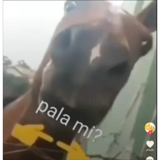 🤭 Стикер «Dave-kun» для Telegram