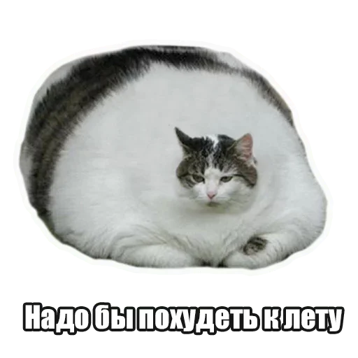 🤪 Стикер «Лампово о стикерах» для Telegram