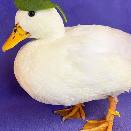 😐 Стикер «Le Ducc» для Telegram