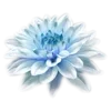 🪷 Эмодзи «ረ᥆ꫂ᥆ઽ» для Telegram