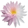 🪷 Эмодзи «ረ᥆ꫂ᥆ઽ» для Telegram