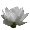 🪷 Эмодзи «ረ᥆ꫂ᥆ઽ» для Telegram