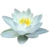 🪷 Эмодзи «ረ᥆ꫂ᥆ઽ» для Telegram