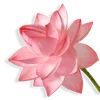 🪷 Эмодзи «ረ᥆ꫂ᥆ઽ» для Telegram
