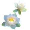 🪷 Эмодзи «ረ᥆ꫂ᥆ઽ» для Telegram