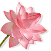 🪷 Эмодзи «ረ᥆ꫂ᥆ઽ» для Telegram