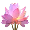 🪷 Эмодзи «ረ᥆ꫂ᥆ઽ» для Telegram