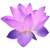 🪷 Эмодзи «ረ᥆ꫂ᥆ઽ» для Telegram