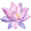 🪷 Эмодзи «ረ᥆ꫂ᥆ઽ» для Telegram