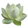 🪷 Эмодзи «ረ᥆ꫂ᥆ઽ» для Telegram