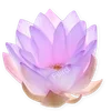 🪷 Эмодзи «ረ᥆ꫂ᥆ઽ» для Telegram