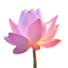 🪷 Эмодзи «ረ᥆ꫂ᥆ઽ» для Telegram