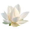 🪷 Эмодзи «ረ᥆ꫂ᥆ઽ» для Telegram