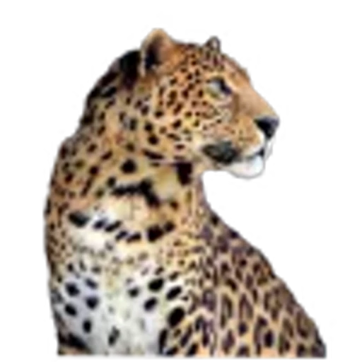 🤩 Эмодзи «leopard» для Telegram
