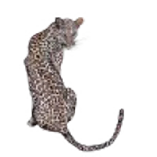 🤩 Эмодзи «leopard» для Telegram