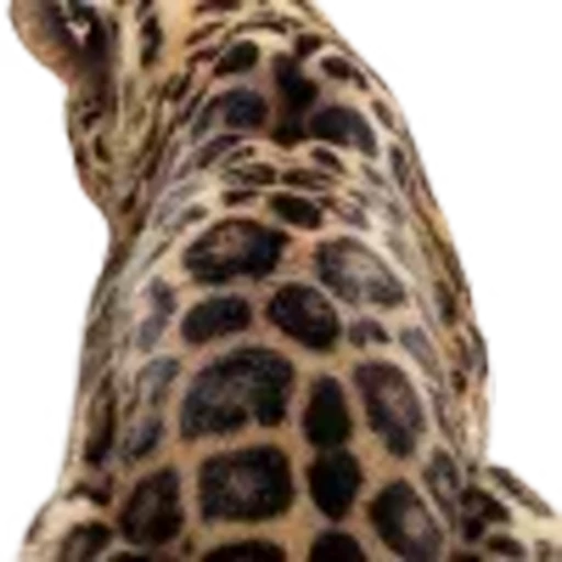 🤩 Эмодзи «leopard» для Telegram