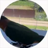 😍 Эмодзи «Птичьи Дичи» для Telegram