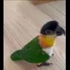😍 Эмодзи «Птичьи Дичи» для Telegram