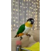 😍 Эмодзи «Птичьи Дичи» для Telegram