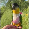 😍 Эмодзи «Птичьи Дичи» для Telegram