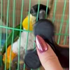 😍 Эмодзи «Птичьи Дичи» для Telegram