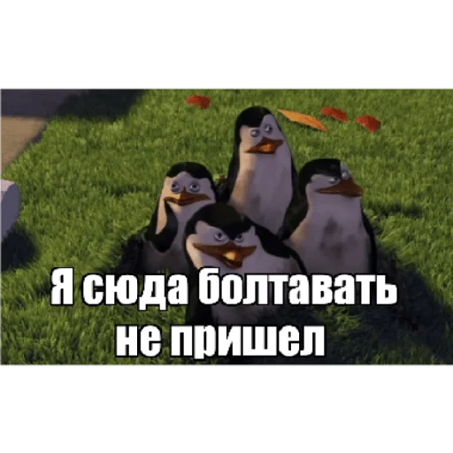 🤓 Стикер «Пингвины» для Telegram