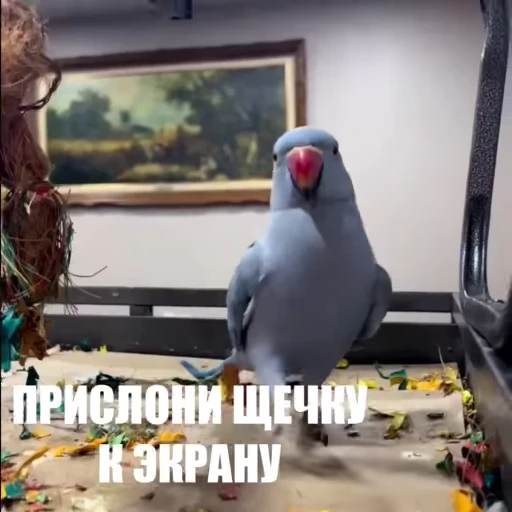 🥰 Стикер «Новый видеопак» для Telegram