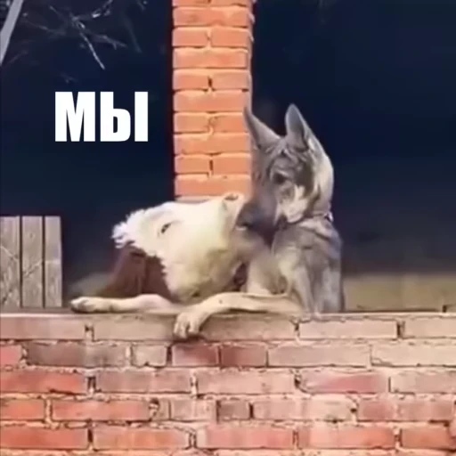 🤗 Стикер «Новый видеопак» для Telegram