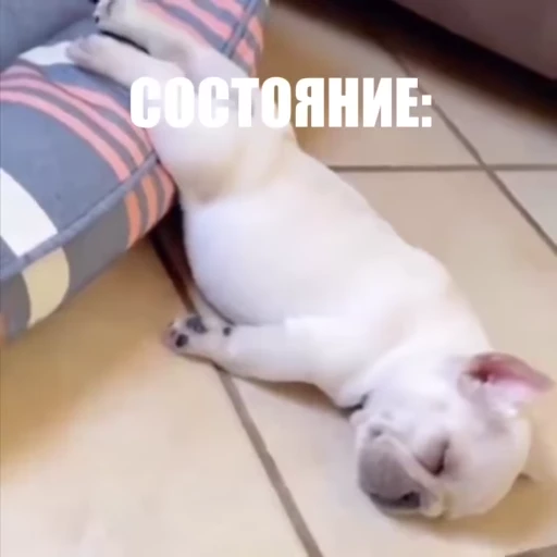 😶 Стикер «Новый видеопак» для Telegram