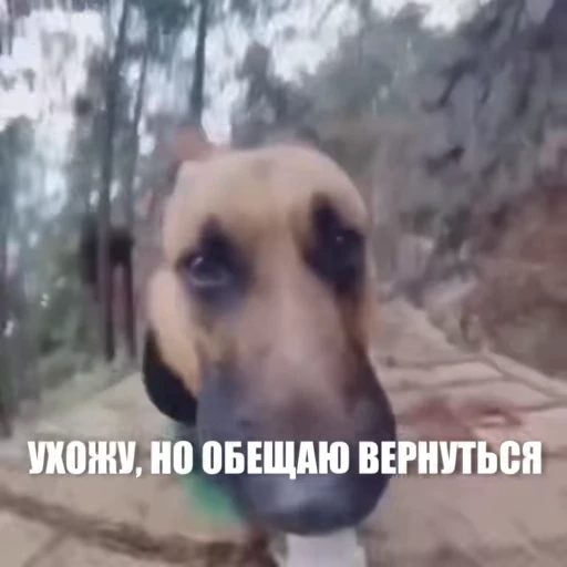 👍 Стикер «Новый видеопак» для Telegram