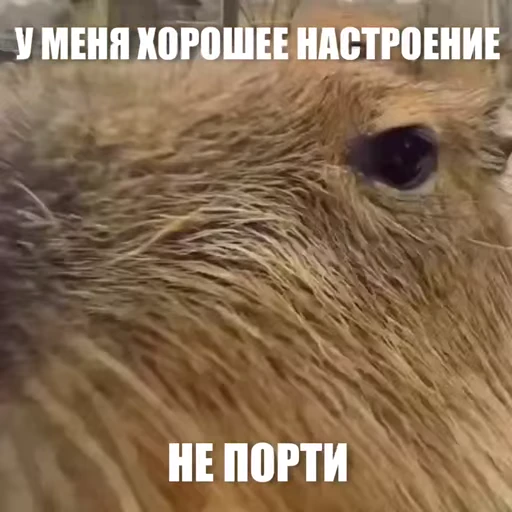 😎 Стикер «Новый видеопак» для Telegram