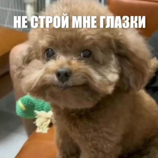 😀 Стикер «Новый видеопак» для Telegram