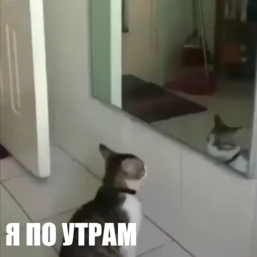 🙃 Стикер «Новый видеопак» для Telegram
