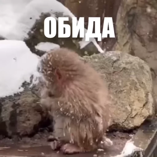 😒 Стикер «Новый видеопак» для Telegram