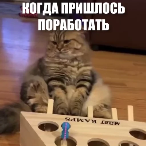 😣 Стикер «Новый видеопак» для Telegram