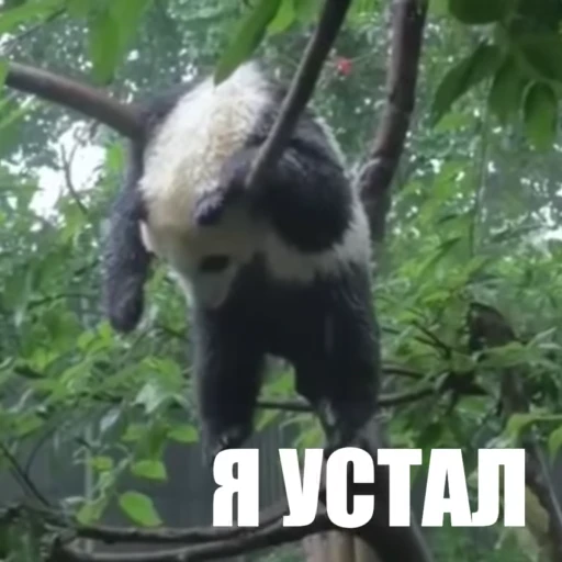 😮‍💨 Стикер «Новый видеопак» для Telegram