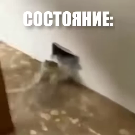 😭 Стикер «Новый видеопак» для Telegram