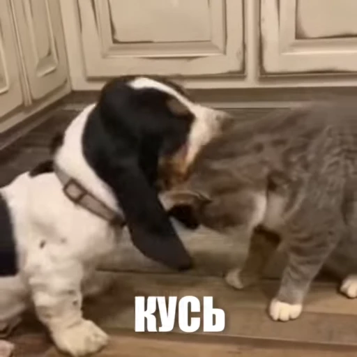 😤 Стикер «Новый видеопак» для Telegram