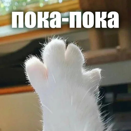 🖐 Стикер «ЖЮ Видео НГ» для Telegram