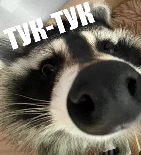 🤓 Стикер «ЖЮ Видео НГ» для Telegram