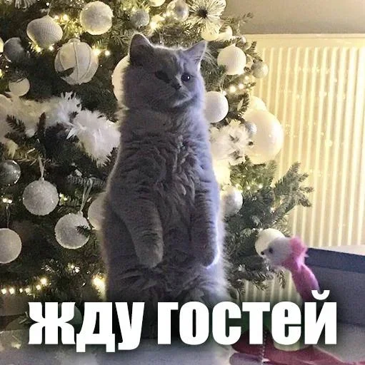 🌟 Стикер «ЖЮ Видео НГ» для Telegram