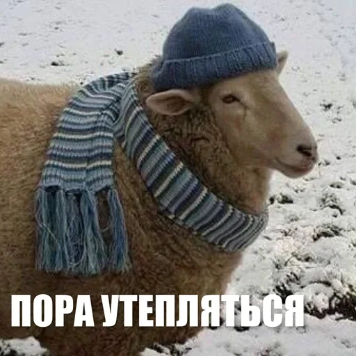 🤧 Стикер «ЖЮ Видео НГ» для Telegram