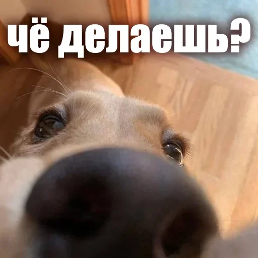 👋 Стикер «ЖЮ Видео НГ» для Telegram