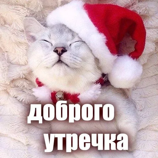 🙃 Стикер «ЖЮ Видео НГ» для Telegram
