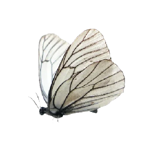🦋 Стикер «light» для Telegram